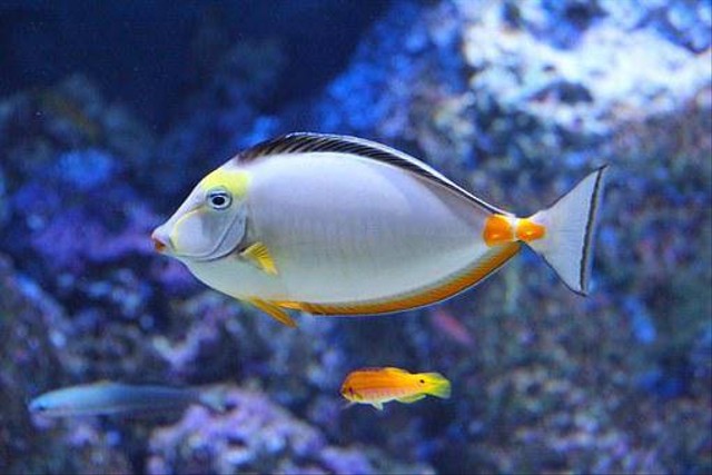 Harga Tiket dan Jam Buka SEA Aquarium Singapura, foto:pixabay.com/aquarium