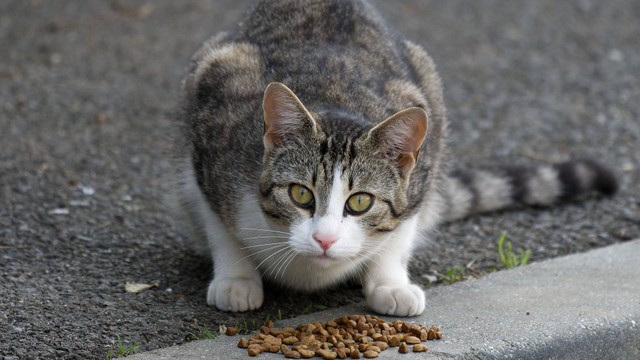 Kucing liar di jalan. Gambar oleh Johnny Harvester dar pixabay.com