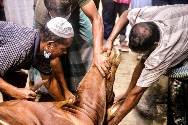 Pemotongan hewan kurban saat Idul Adha di Dhaka, Bangladesh Rabu (21/7). Foto: Munir Uz zaman/AFP