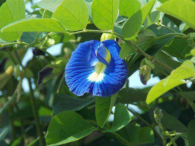 Bunga telanga. Foto: Pixabay