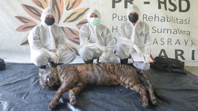 Seekor Harimau Sumatra mati saat rehabilitasi di Sumbar, Rabu (8/6/2022). Foto: Dok. Istimewa
