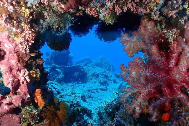 Pesona bawah laut Batu Bolong Reef yang indah. Foto: Hence Kertajaya/Shutterstock