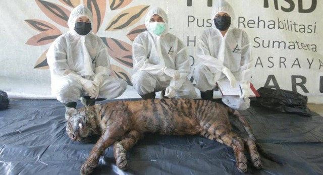 Harimau Sumatera Puti Maua Agam bersama tim dokter di pusat rehabilitasi dalam kondisi mati. Foto: PRHSD/istimewa