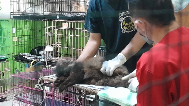 Dokter Andre sedang mensteril kucing di PKP Jogja. Foto: Widi Erha Pradana