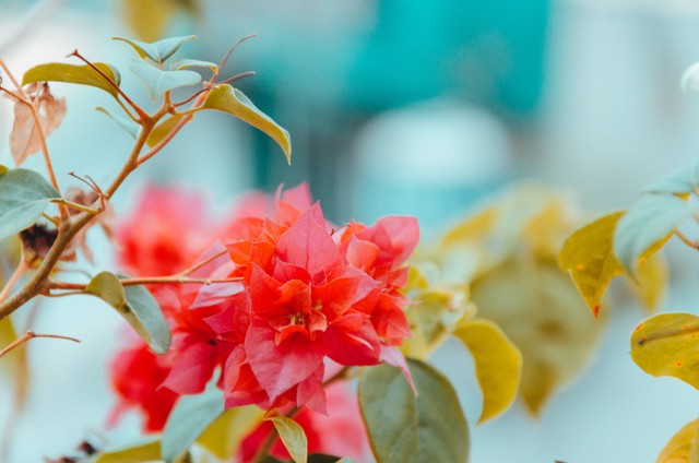 Jam Buka dan Harga Tiket Flora Wisata Santerra Terbaru 2022, Foto: Unsplash/Anh Nguyen