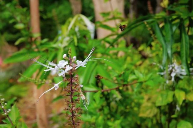 Ilustrasi rumput fatimah. Foto: Pixabay
