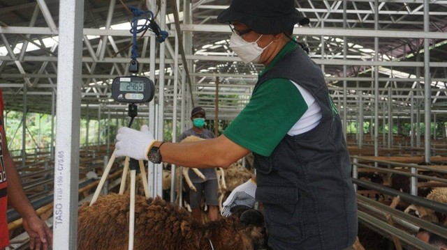 Salah satu kegiatan di mitra kurban maupun DD Farm dengan Quality Control untuk memastikan hewan kurban untuk sehat sebelum dilakukan kurban. (Jumat, 10/06/2022)