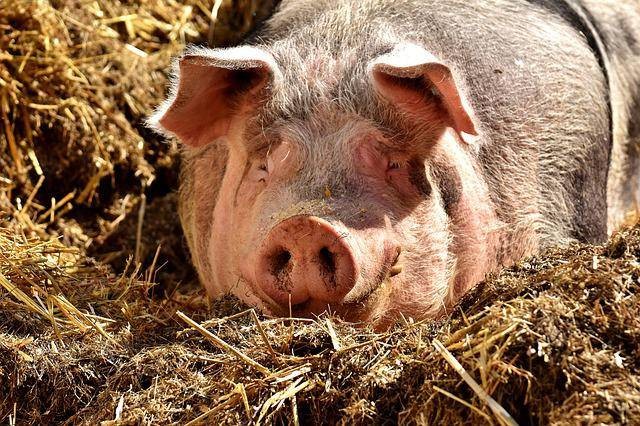 Ilustrasi kenapa babi itu haram, sumber: www.pixabay.com