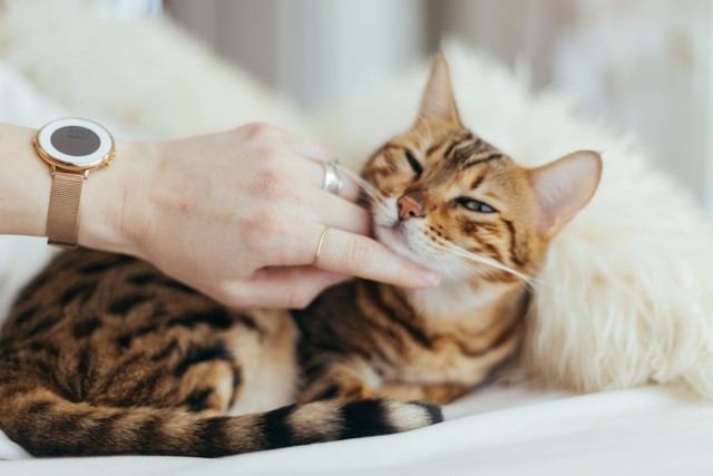 Ilustrasi Kenapa kucing tidak mau makan, sumber foto: (Paul Hanaoka) by Unsplash.com