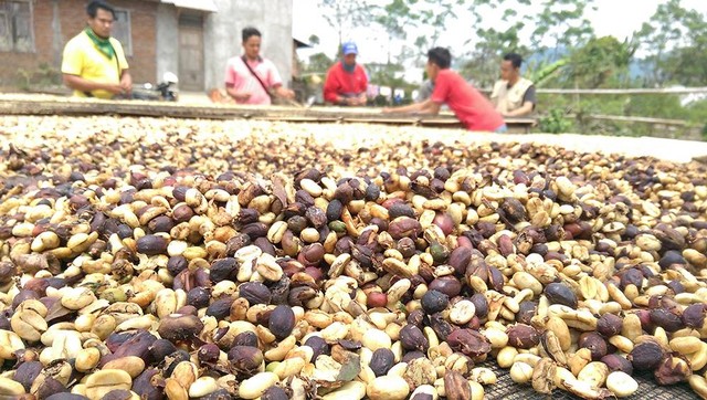 Biji kopi kering termasuk komoditas yang dikenakan kenaikan PPN BHPT. Sumber: Koleksi Pribadi  