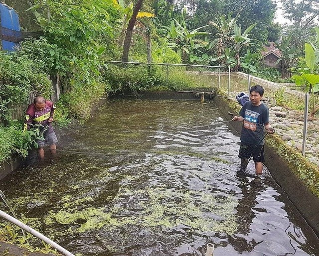 BTNGC Kabupaten Kuningan, Jabar, terus melakukan budidaya Ikan Dewa demi memperkaya jumlah populasi di kawasan TNGC. (Foto: Humas BTNGC Kuningan)