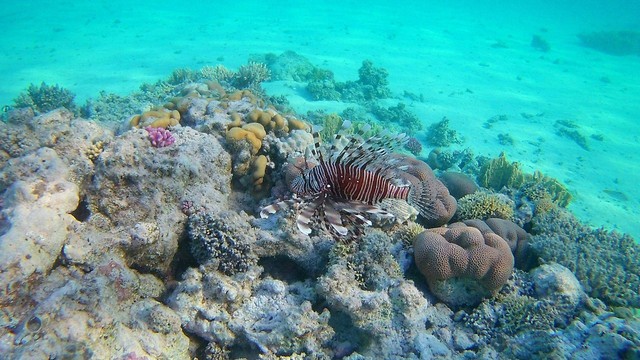 terumbu karang sumber: pixabay