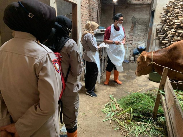 Pemeriksaan kepada sapi-sapi yang diduga terkena penyakit kuku dan mulut (PMK). Foto / dok