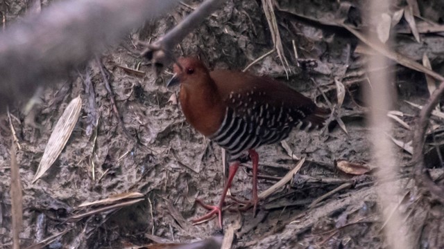 Burung Tikusan merah (Porzana fusca) mencari makan di Taman Nasional Ujung Kulon, Banten. Foto: Muhammad Adimaja/Antara Foto