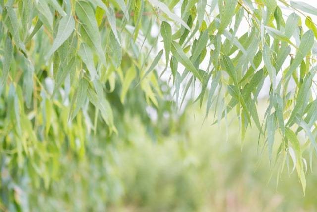 Eucalyptus, tumbuhan yang dipercaya bisa mengatasi corona. Foto: Shutterstock