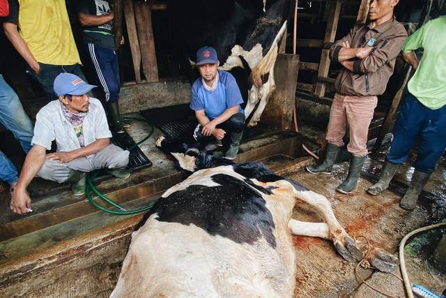 1800 sapi terkena wabah Penyakit mulut dan kuku (PMK) di Pangalengan, Bandung, Jawa Barat. Foto: Dok. Liedzikri Rizqi Insani