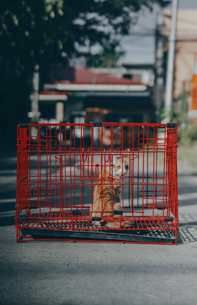 Ilustrasi Cara Membuat Kandang Kucing, Sumber www.unsplash.com