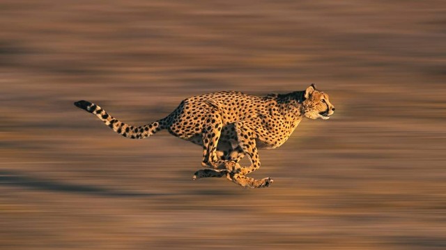 Ilustrasi Cheetah.  Foto: Shutter Stock