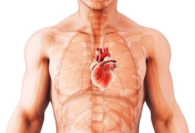 Ilustrasi otot jantung yang berfungsi untuk memompa darah ke seluruh tubuh. Foto: Pixabay