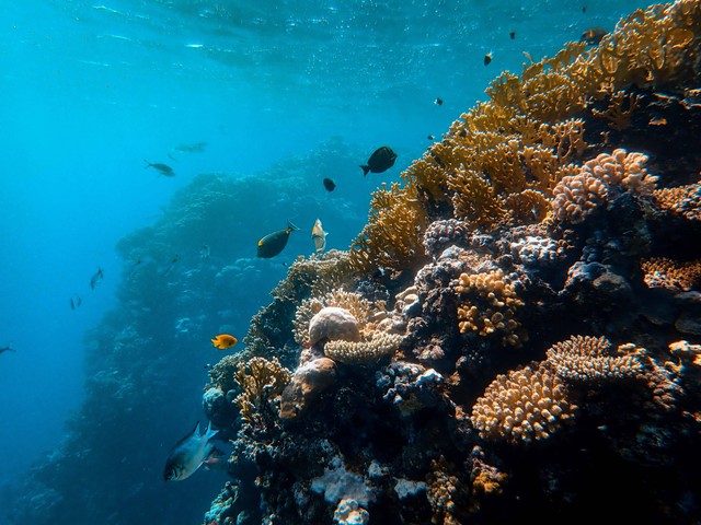 Ekosistem Terumbu Karang. Foto: Pexels.com