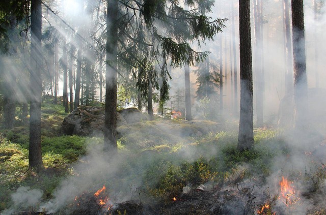 ( Pembakaran hutan dengan sengaja. Sumber : Pixabay. )