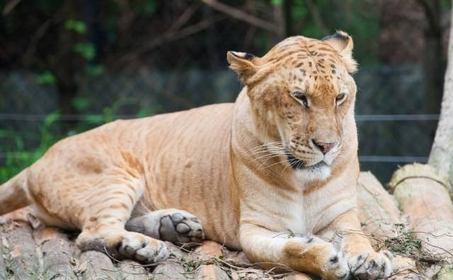 Liger, hibrida raksasa hasil kawin silang. Foto: flickr/LW Hong