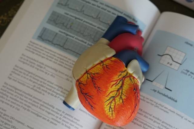 Ilustrasi jaringan otot jantung yang memiliki peranan penting bagi manusia. Foto: Unsplash