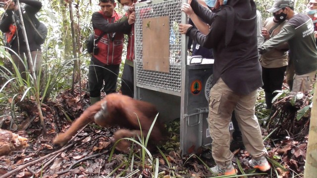 Orangutan Kumbang yang di lepasliarkan ke hutan lindung Sungai Paduan yang juga merupakan Wilayah Hutan Desa Nipah Kuning. (Foto : Istimewa/Robi, Yayasan Palung)