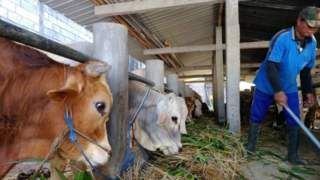 Sejumlah sapi di Segoroyoso, Pleret, Kabupaten Bantul. Daerah tersebut selama ini dikenal sebagai sentra sapi, Selasa (14/6/2022). Foto: Arfiansyah Panji Purnandaru/kumparan