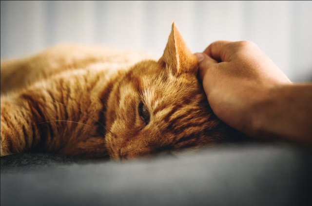 Ilustrasi kucing yang akan mati. Foto: unsplash.com/alex_andrews