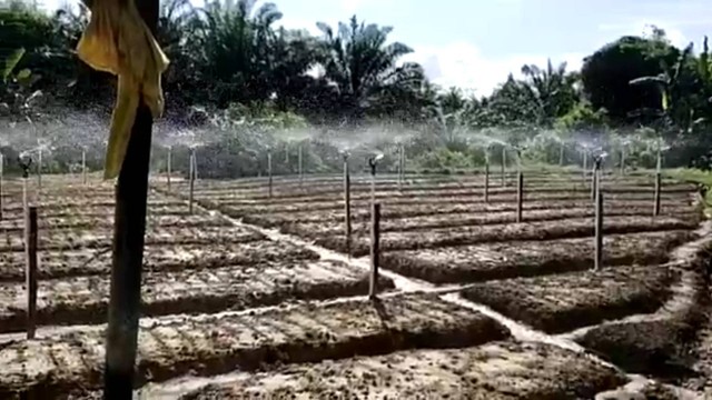 Proses penyiraman bawang merah di Desa Ipuh Bangun Jaya dengan metode sprinkle. Foto: IST/InfoPBUN