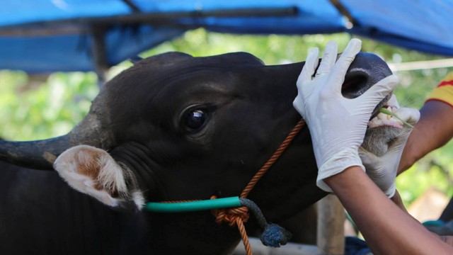 Petugas Dinas Ketahanan Pangan Kota Tangerang memeriksa kesehatan sapi di salah satu lokasi peternakan di Periuk, Kota Tangerang, Banten, Selasa (14/6/2022). Foto: Fauzan/Antara Foto