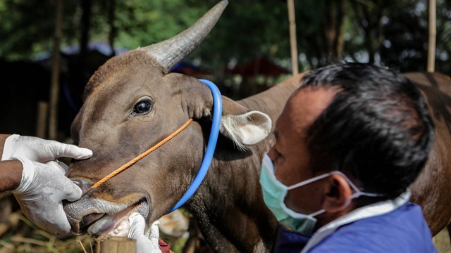 Petugas Dinas Ketahanan Pangan Kota Tangerang memeriksa kesehatan sapi di salah satu lokasi peternakan di Periuk, Kota Tangerang, Banten, Selasa (14/6/2022). Foto: Fauzan/Antara Foto