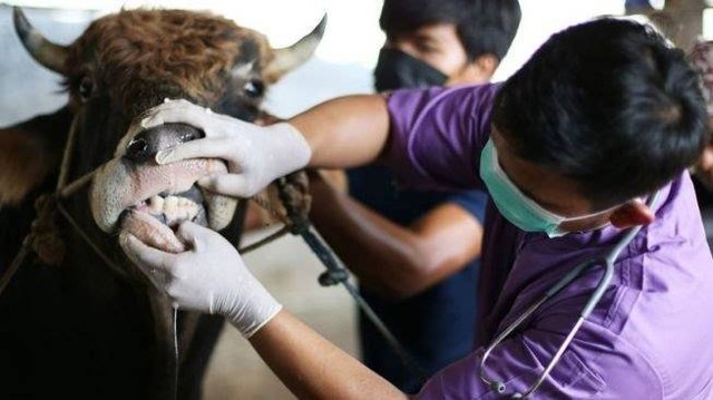 Dokter hewan memeriksa kesehatan hewan sapi di salah satu lokasi peternakan di Jakarta, Kamis (12/5/2022). Foto: ANTARA FOTO/Rivan Awal Lingga