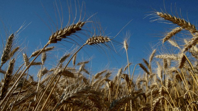 Gandum terlihat di ladang dekat desa Zhovtneve, Ukraina. Foto: Valentyn Ogirenko/REUTERS