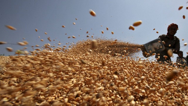 Pekerja menyebarkan tanaman gandum untuk dikeringkan. Foto: Ajay Verma/REUTERS