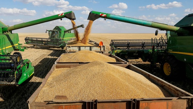 Pekerja memanen gandum di ladang perusahaan pertanian. Foto: Shamil Zhumatov/REUTERS