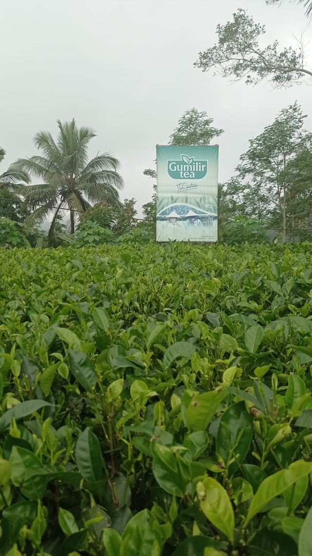 Perkebunan teh Gumilir di Kulon Progo. Foto: Caroline Pramantie/kumparan