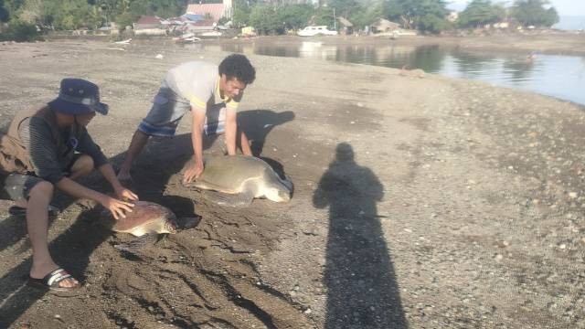 2 Penyu Yang Tersangkut Jaring Nelayan Dilepasliarkan Di Pantai