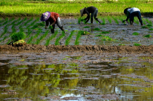 Tiga petani menanam padi di persawahan Somba Opu, Kabupaten Gowa, Sulawesi Selatan, Senin (6/6/2022).  Foto: Abriawan Abhe/ANTARA FOTO