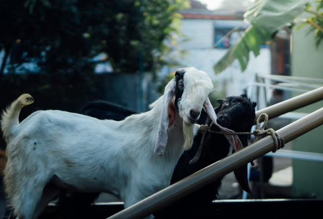 Ilutrasi kambing untuk akikah dan kuban di Idul Adha. Foto: unsplash.com/mourimoto