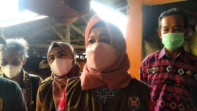 Bandar Lampung Zero Kasus PMK, Ini Syarat Jika Ingin Bawa Ternak ke Dalam Kota (1)