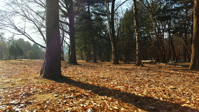 Harga Tiket Masuk Nami Island Terbaru, https://unsplash.com/@wintermeadow