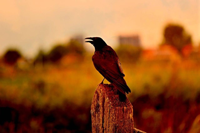 Ilustrasi: Cara Burung Gagak Bertahan Hidup di Alam Liar sumber: pixabay.com