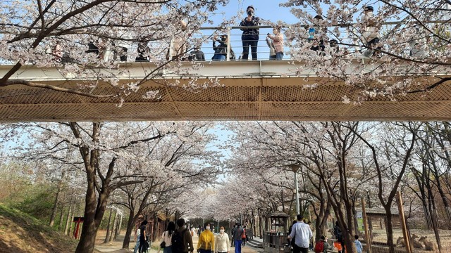 Sakura di Seoul Forest. Foto: Khiththati/acehkini