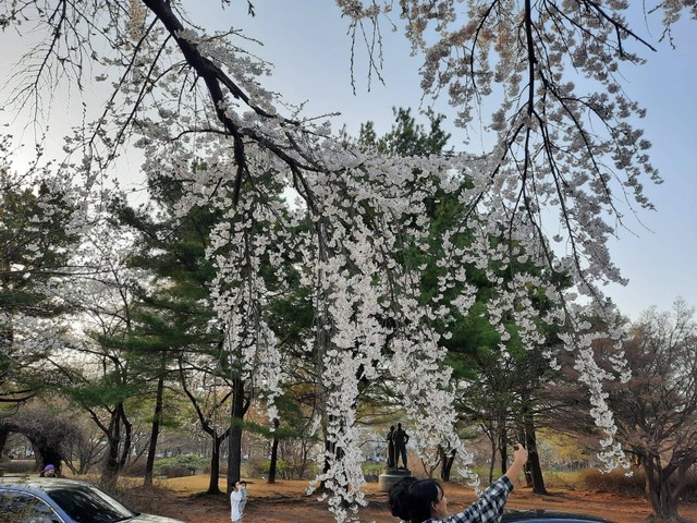 Sakura di Seoul National Cementary. Foto: Khiththati/acehkini