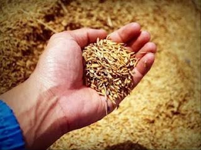Sekam padi yang merupakan limbah penggilingan. Sekam padi dapat diolah menjadi bioenergi aternatif seperti yang dilakukan Danone Indonesia melalui pembangunan fasilitas Boiler Biomassa. Foto: Pixabay