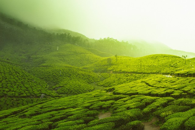 Tiket Masuk Kebun Teh Ciwidey, Foto: Unsplash/Vivek Kumar.