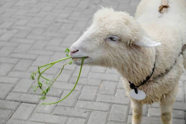 Harga Kambing Kurban 2022 dan Ciri-ciri yang Sehat, Foto: Unsplash.