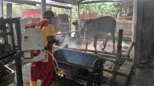 Petugas Dinas Ketahanan Pangan dan Pertanian Solo menyemprotkan cairan disinfektan di kandang sapi. FOTO: Fernando Fitusia